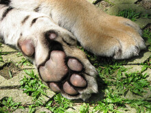 Close Up Of A Tiger Paws Showing Foot Pad