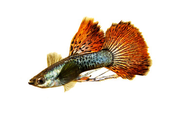 Sticker - Fancy Guppy fish aquarium fish Male Poecilia reticulata colorful freshwater fish	