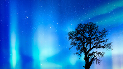 Poster - Beautiful landscape with lone tree in the background aurora borealis