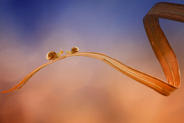 two small and large snails together



