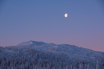 Wall Mural - Beautiful shot of a mountainous forest with fir trees and witha bright moon in the sky