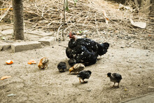 A Naked Neck Black Hen Giving Heat To Her Baby Chicks Called Natural Brooding In Chickens