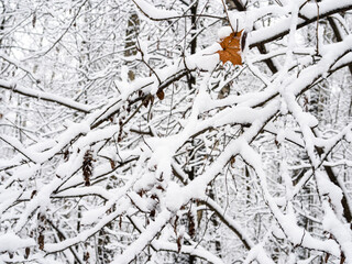 Wall Mural - snow-covered tree branches close up in snowy city park on overcast winter day
