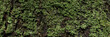 Natural texture of tree bark. The trunk of an old tree, covered with lichen and moss. Natural wood background with bark patterns. Close-up side view.