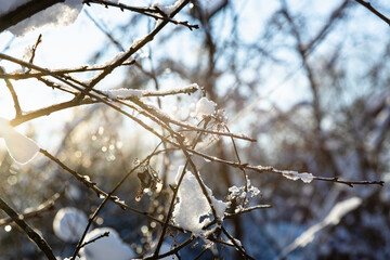 Wall Mural - frozen twigs of tree close up lit by setting sun in cold winter evening