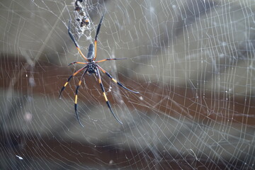 closeup of a colorful tropical spider on web in la réunion, france