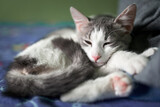Fototapeta Koty - Cat on the bed sleeping