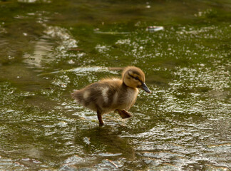 little duck