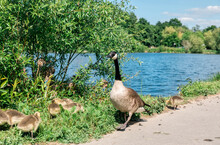 Canada Goose With Chicks On Bank Of Ruhr River