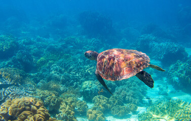 Wall Mural - Sea turtle in blue water, underwater coral reef photo. Endangered sea turtle in blue water of tropical sea. Green turtle underwater photo. Wild marine animal in natural environment.