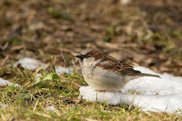 Cute small songbird, house sparrow, Passer domesticus standing on the last spot of melting snow during spring