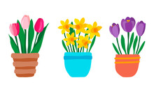 Set Of Spring Garden Flowers In Pot. Pink Tulips, Purple Crocuses And Yellow Daffodils. Cute Hand Drawn Colorful Potted Plants Isolated On White Background. Vector Illustration In Flat Style