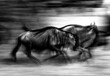Wildebeest - Black and white animal graffiti -