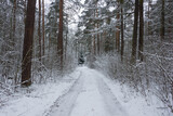 Fototapeta Krajobraz - Las w zimowej scenerii, przykryty grubą warstwą śniegu. 