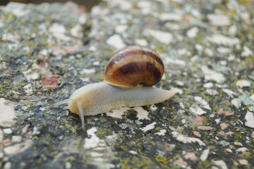 snail on a stone