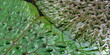 Blatt Textur Euryale ferox Detail