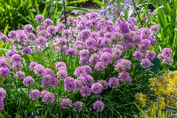 Wall Mural - Allium carinatum subsp pulchellum 'Tubergens' a summer plant with a pink blue summertime flower in August and September and commonly known as flowering onion or keeled garlic, stock photo image