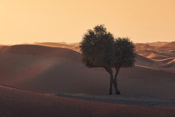 Two trees in the middle of sand dunes against desert landscape at sunset. Abu Dhabi, United Arab Emirates