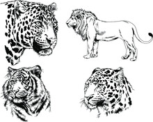 Vector Drawings Sketches Different Predator , Tigers, Lions, Cheetahs And Leopards Are Drawn In Ink By Hand , Objects With No Background