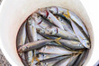 canvas print picture - Freshly caught fish in a bucket of water at the Istanbul market.