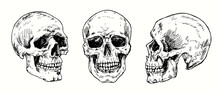 Skull Set Collection. Ink Black And White Drawing. Vector Illustration