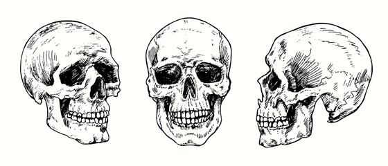 Skull set collection. Ink black and white drawing. Vector illustration