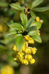 Wall Mural - Common barberry (Berberis vulgaris) or European barberry, a shrub in the genus Berberis, family Berberidaceae. Shrub with yellow long panicles flowers blooming in late spring.