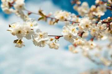 Wall Mural - White cherry blossom sakura in spring time against blue sky. Nature background. Soft focus