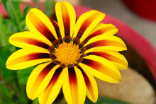 Closeup Image Of Yellow Gazania Or Treasure Flower In Full Bloom.(Gazania Rigens).