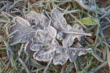 Sticker - Dry brown oak leaves on the ground covered with white frost crystals