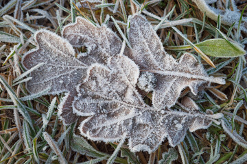 Sticker - 
Dry brown oak leaves on the ground covered with white frost crystals
