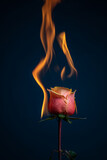 Fototapeta Tulipany - burning rose