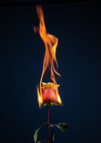 Fototapeta Tulipany - burning rose