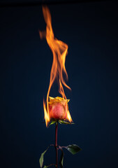 burning rose