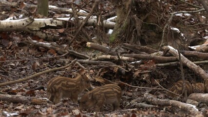Wall Mural - closeup young wild boars sus scrofa calm piggy looking for nutriment in dark woods. wildlife tranqui