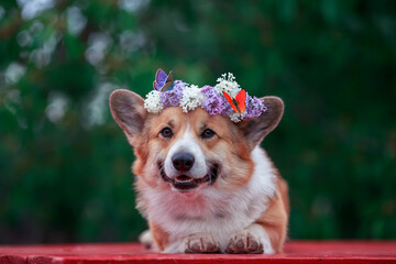 Wall Mural - portrait cute the corgi dog lies in the spring  garden in a wreath of lilac flowers with bright butterflies