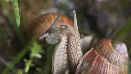 Snail on ground level macro photo