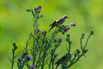 Carduelis carduelis - Sticlete - European goldfinch (juvenil)