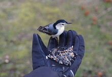 Hand-feeding A White-breasted Nuthatch With The Mixed Of Wild Seeds And Sunflower Seeds In The Winter