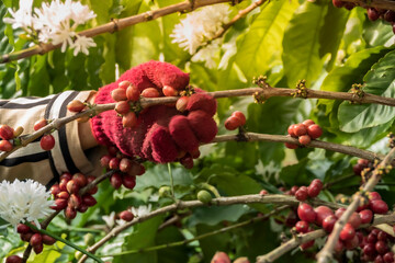 Wall Mural - Close-Up Of Hand Holding Coffee Beans Growing On Coffee Tree