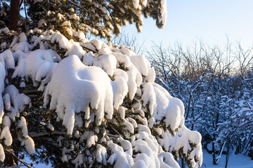 Wall Mural - snow-covered branches of pine tree lit by setting sun at backyard of country house on cold winter evening