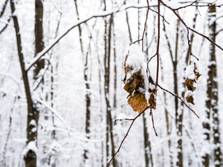 Wall Mural - dried leaves covered by snow on twigs close up in city park on overcast winter day (focus on the lea