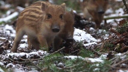 Wall Mural - closeup young wild boars sus scrofa calm piggy walking in dark woods. wildlife tranquil scene of ani