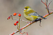 © Cavan Images - Male European Greenfinch, Chloris chloris, autumn portrait. The bird perches on a branch with red berries on a uniform background