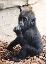 Adorable Baby Gorilla Looking At Camera