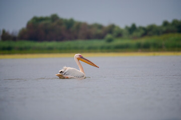 Poster - Danube Delta, Romania