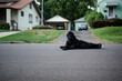 © Cavan Images - A child in a gorilla suit lays down on street in suburban neighborhood