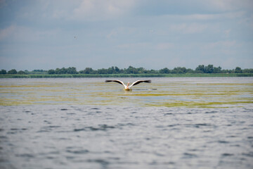 Poster - Beautiful pelican
