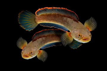 Snakehead Channa fish . Alive snake fish isolated on black background