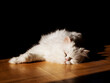 © Cavan Images - Beautiful fluffy white cat enjoying the sun spot